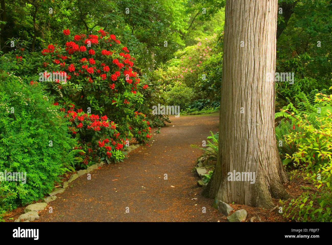 Garden path, Crystal Springs Rhododendron Gardens, Portland, Oregon Stock Photo Alamy