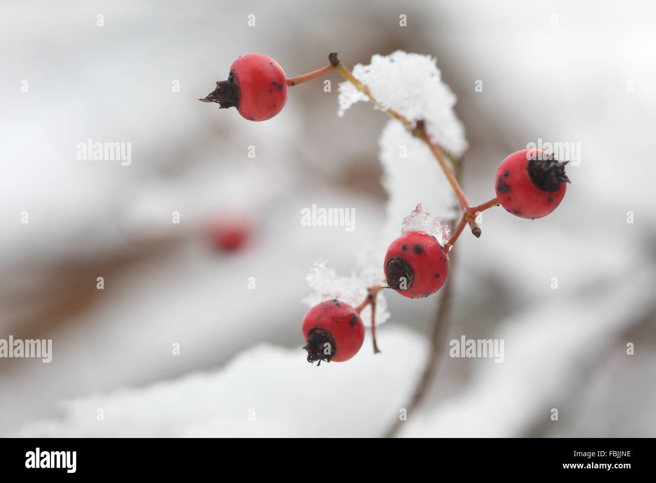 Hawthorn berries in snow Stock Photo