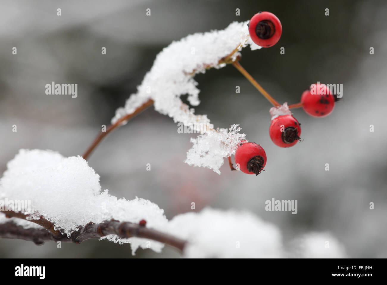 Hawthorn berries in snow Stock Photo