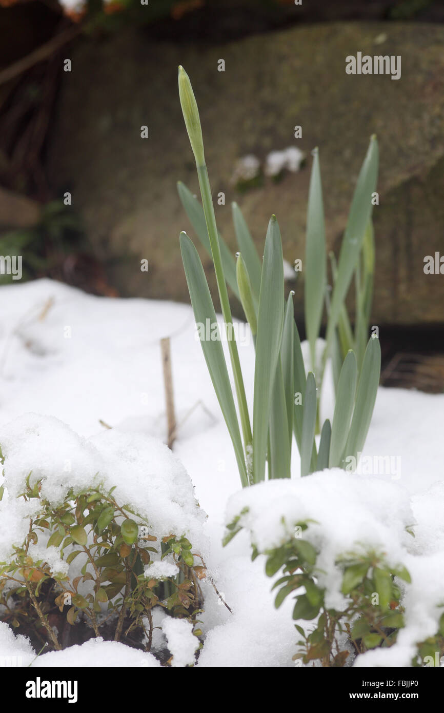 Daffodils coming up after a warm winter through snow Stock Photo