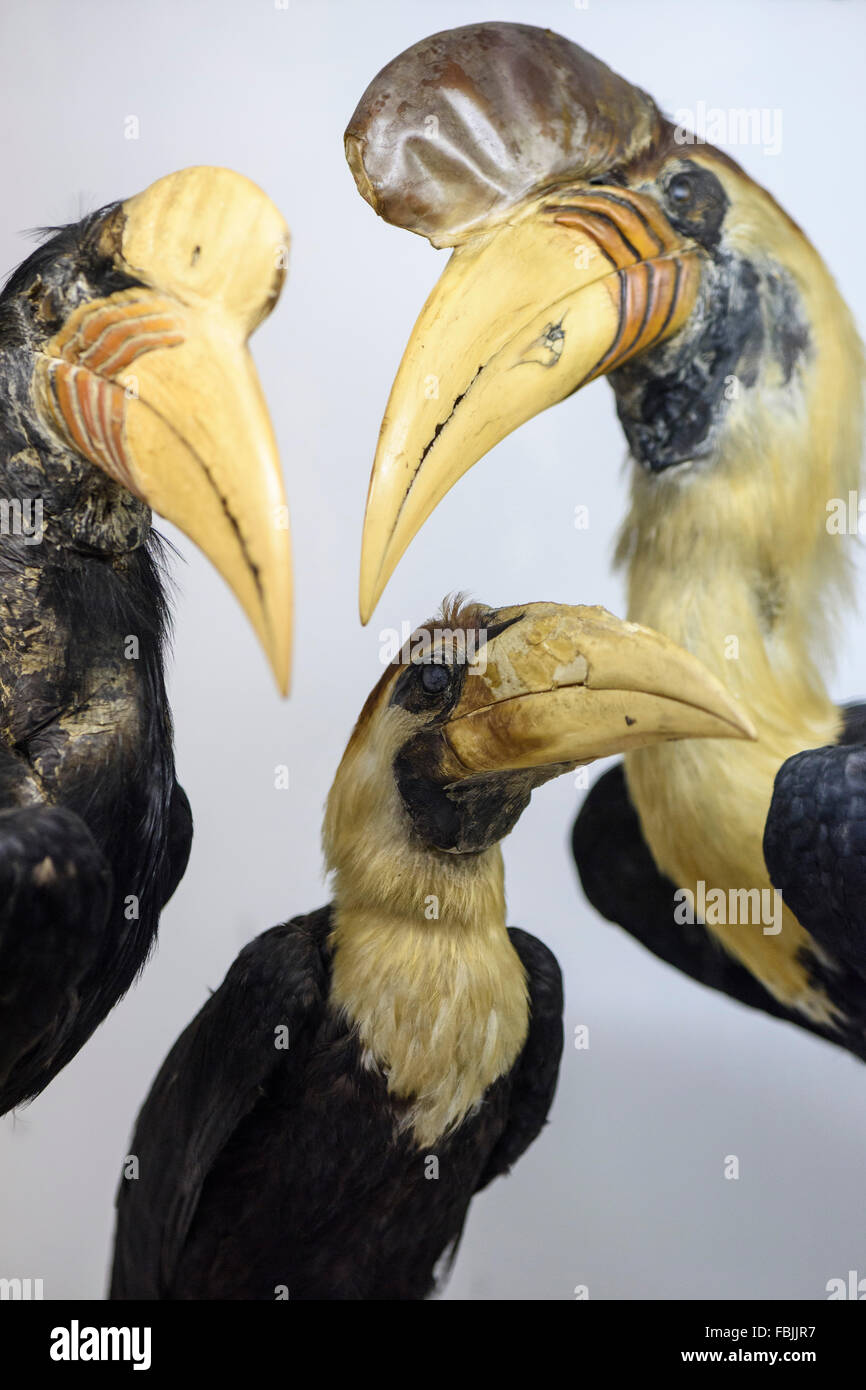 Florence. Italy. Stuffed Knobbed Hornbills on display at La Specola, Museum of Zoology and Natural History. Stock Photo