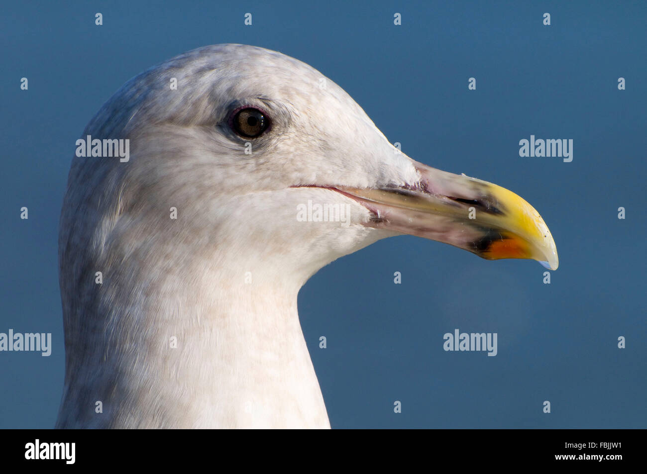 Glaucous-winged gull (Larus glaucescens), Waterfront Park, Portland, Oregon Stock Photo