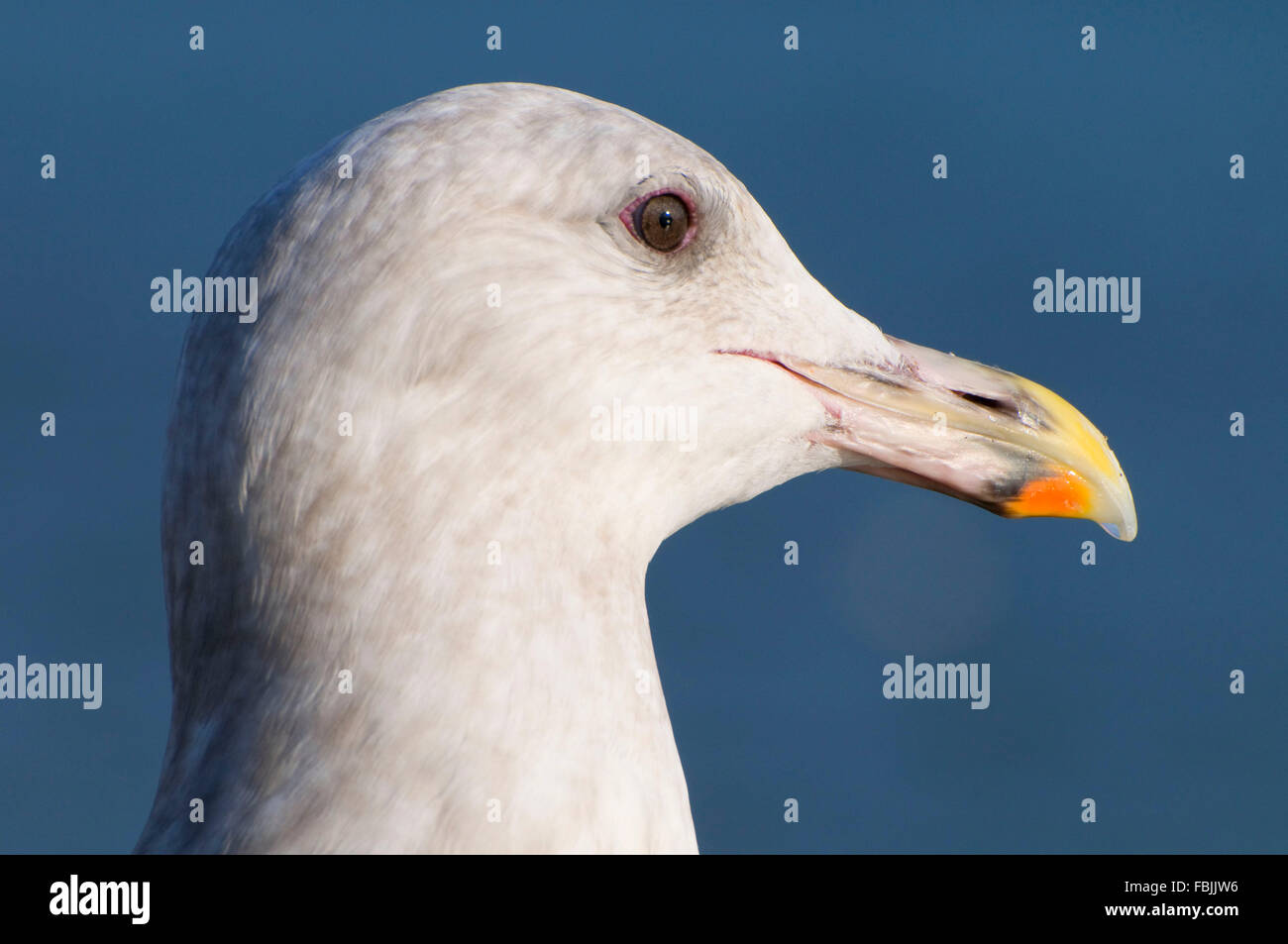 Glaucous-winged gull (Larus glaucescens), Waterfront Park, Portland, Oregon Stock Photo