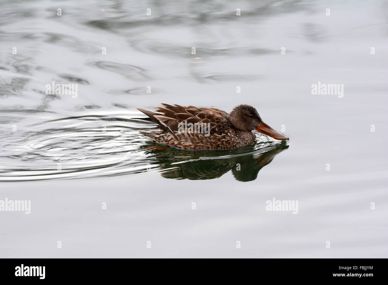 Northern Shoveler Duck female in pond, New Mexico - USA Stock Photo