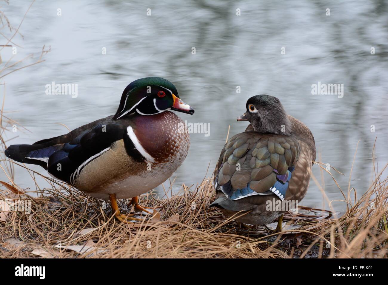 Wood Duck Pair on banks of a pond, New Mexico - USA Stock Photo
