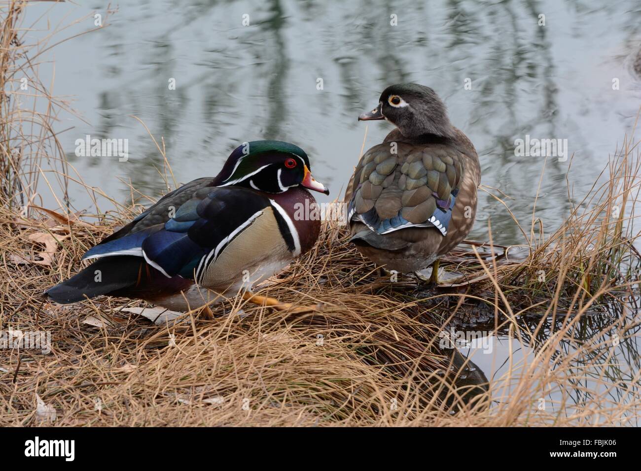 Wood Duck pair sitting together on edge of a pond, New Mexico Stock Photo
