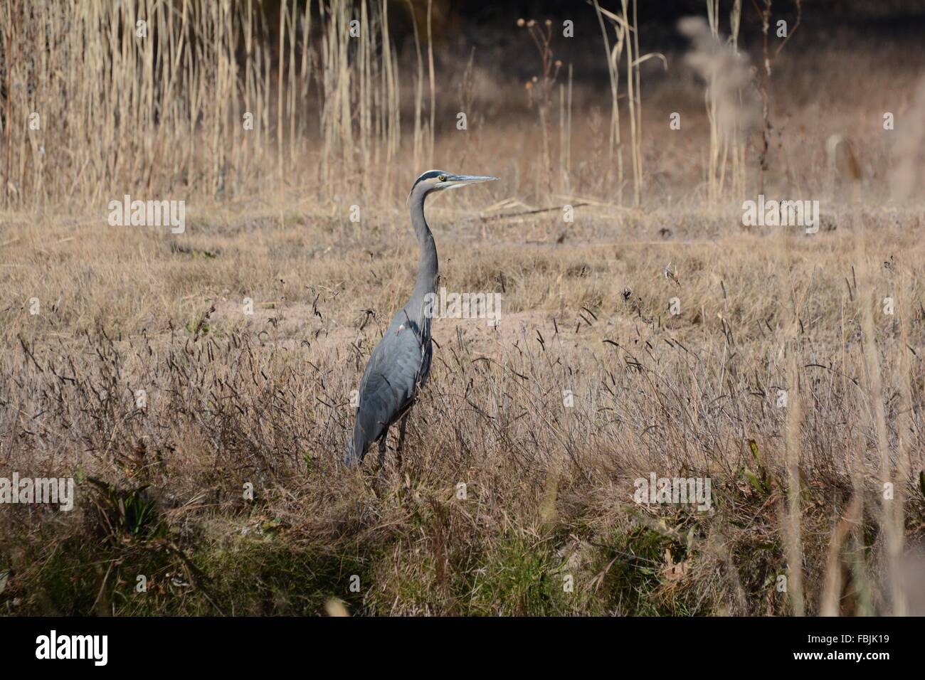Great Blue Heron standing in tall grasses Stock Photo