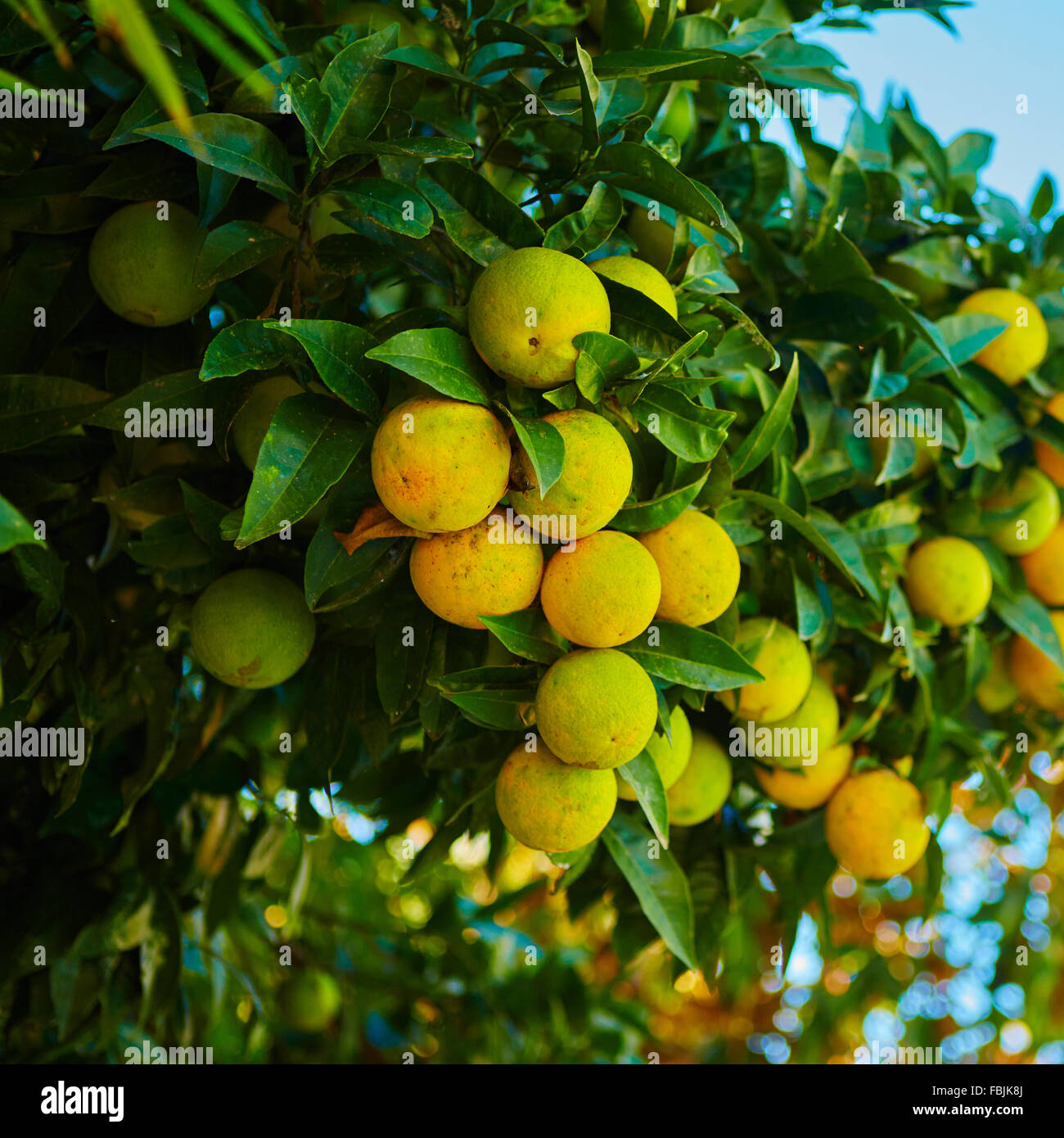The orange tree Stock Photo - Alamy