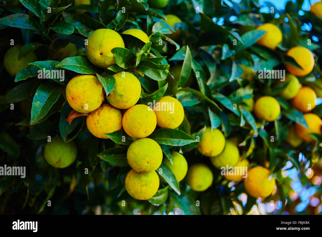 The orange tree Stock Photo - Alamy