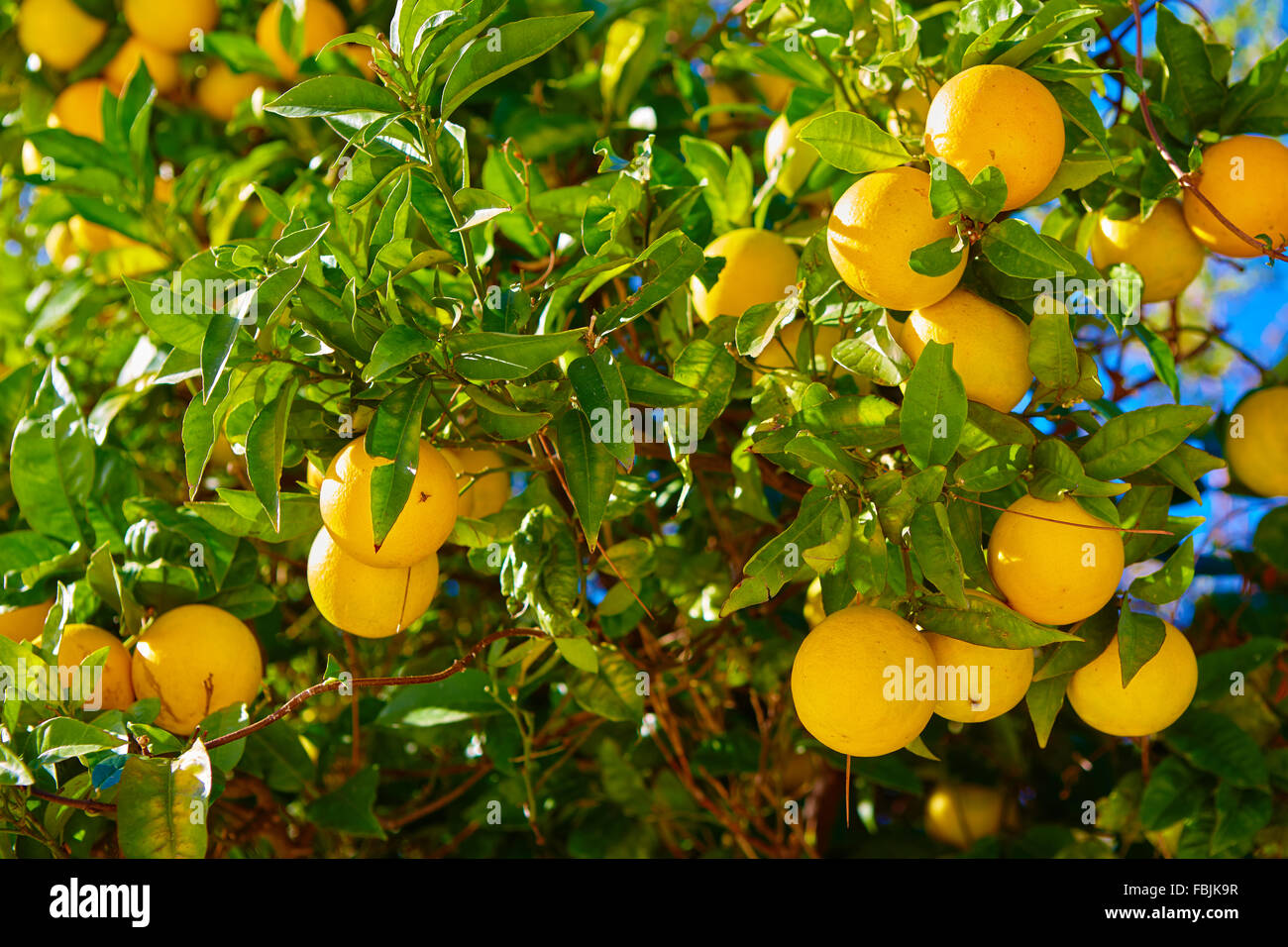 The orange tree Stock Photo - Alamy
