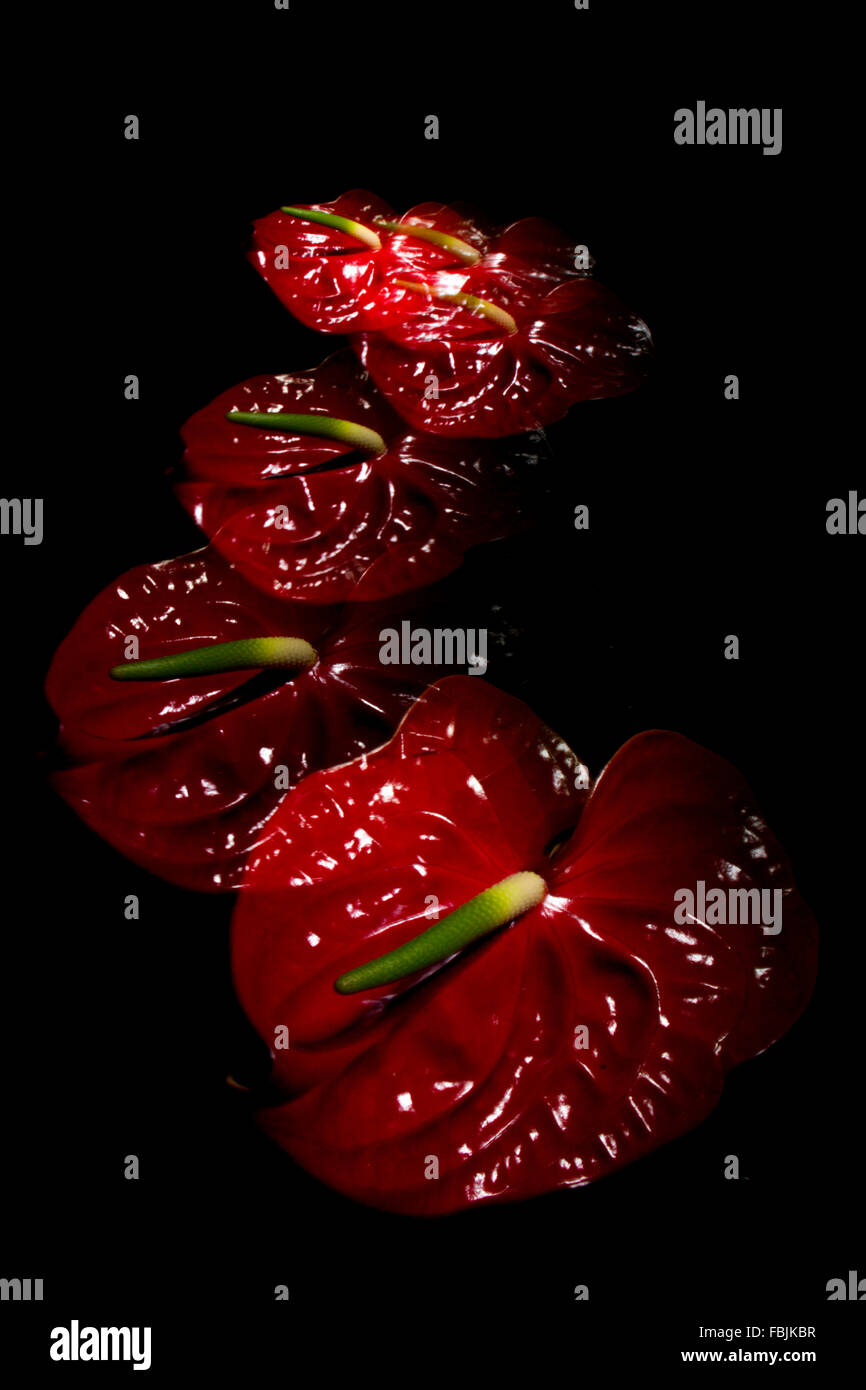anthurium crystallinum x Anthurium crystallinum x (Silver / Silver Hope)