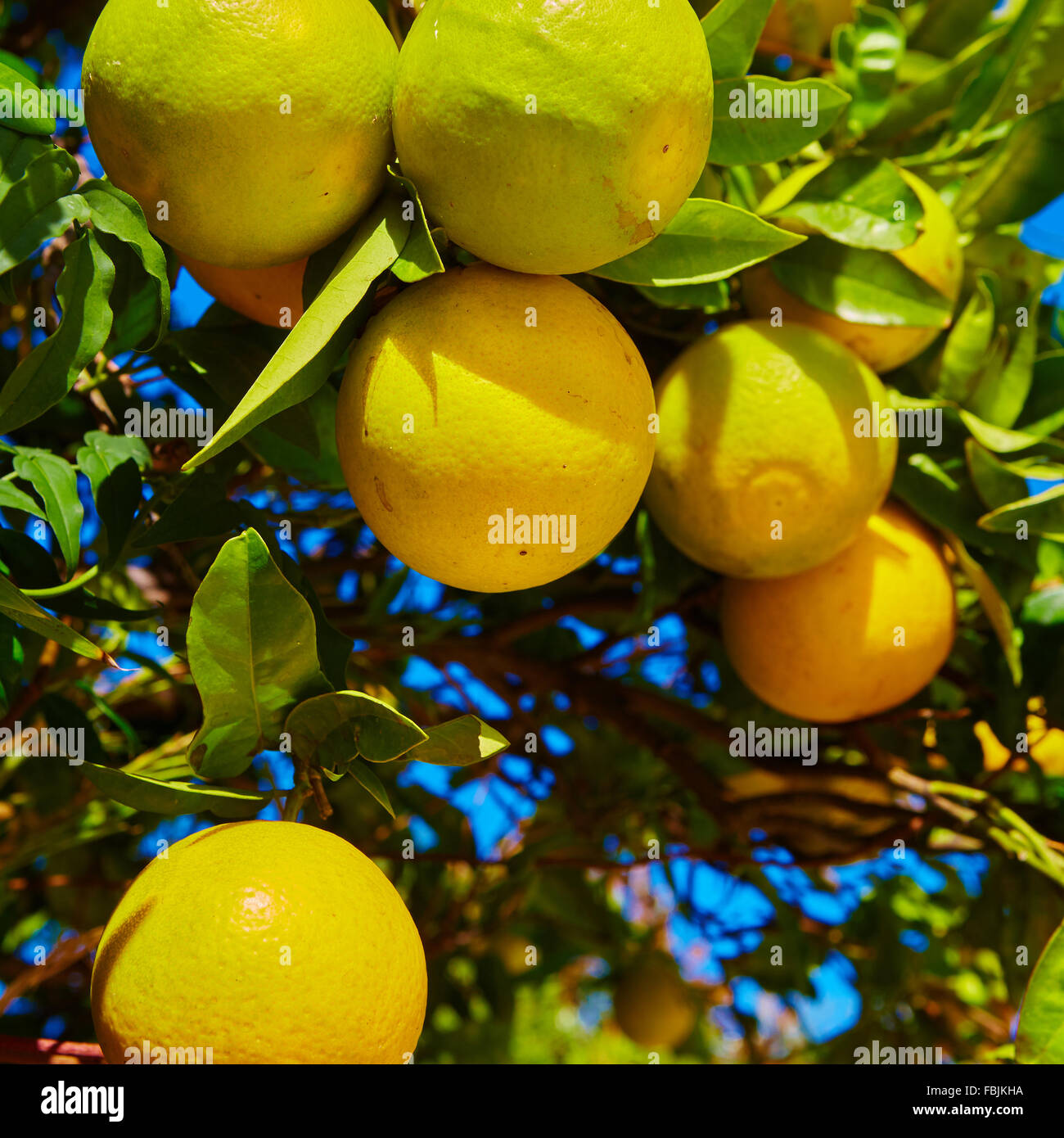 The orange tree Stock Photo - Alamy