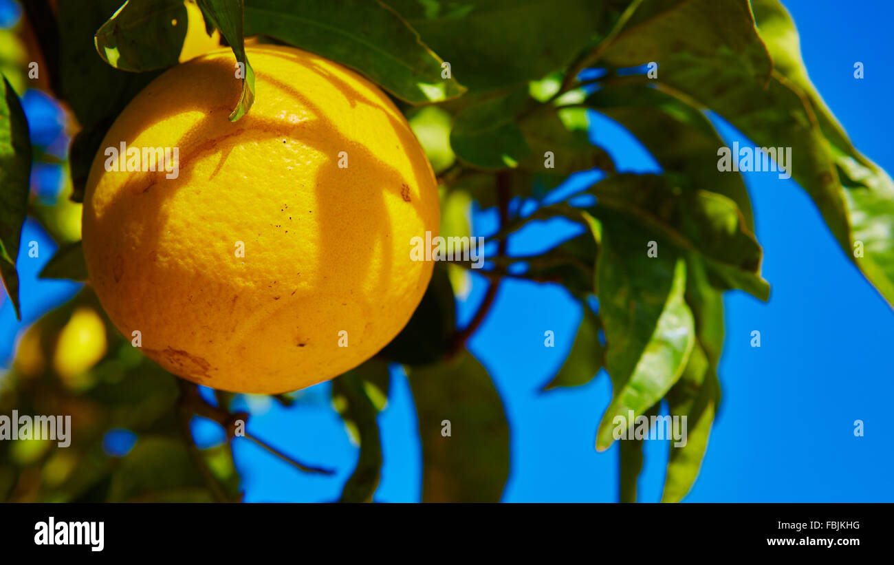The orange tree Stock Photo - Alamy