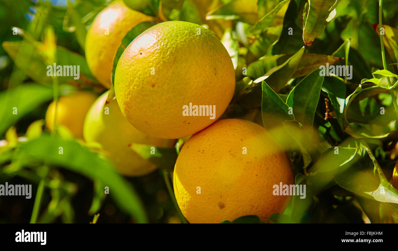 The orange tree Stock Photo - Alamy