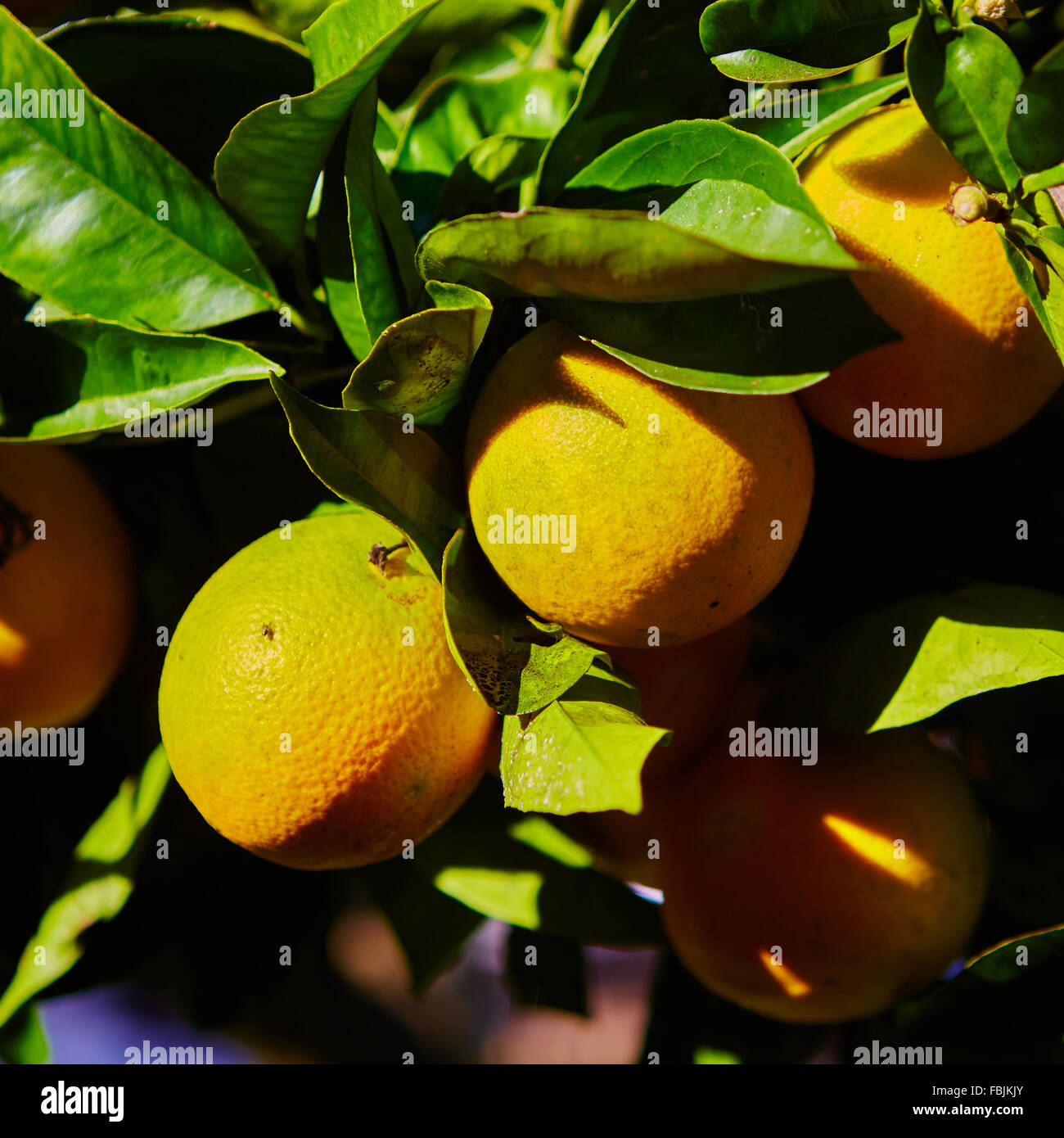 The orange tree Stock Photo - Alamy