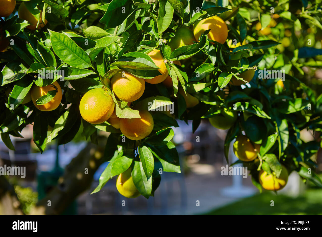 The orange tree Stock Photo - Alamy