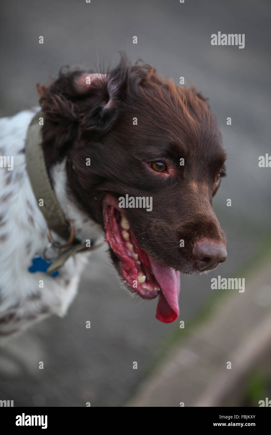 English Springer Spaniel, brown and liver, brown and white, canine, Gun Dog, energetic, active, hard worker, field working, alert eager, handsome, pet Stock Photo