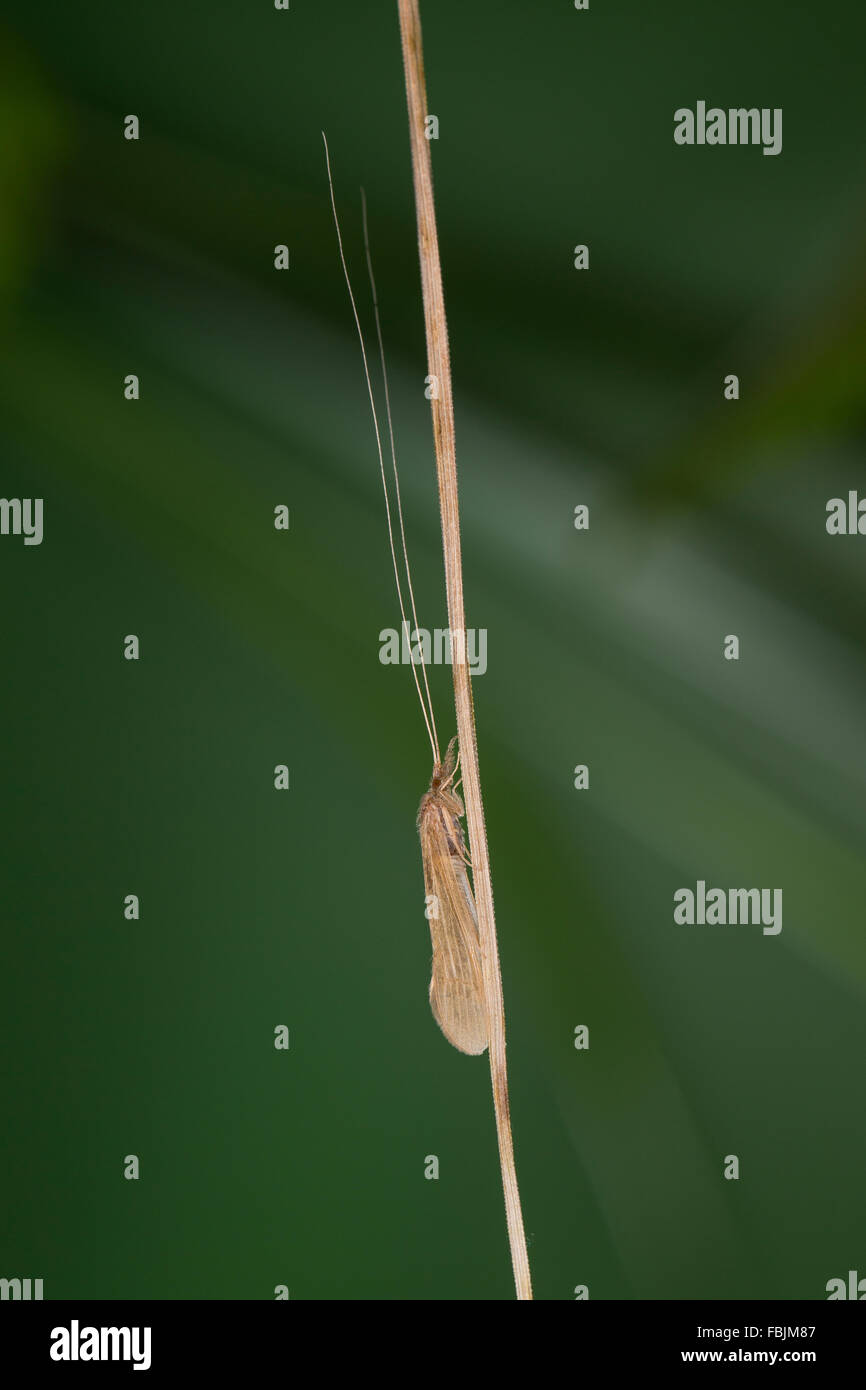 Long Horn Sedge, longhorn caddisfly, Long-horned Casemaker Caddisfly, Köcherfliege, Oecetis spec., Leptoceridae Stock Photo