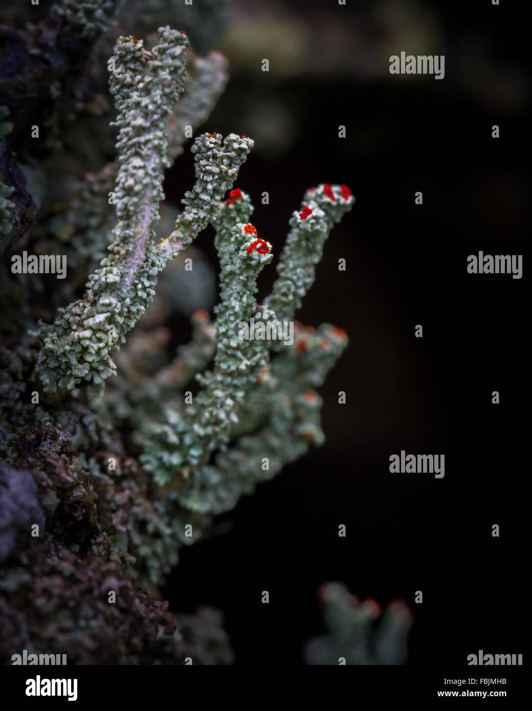 Fruticose lichens known as British Soldier lichen (Cladonia cristatella) Stock Photo