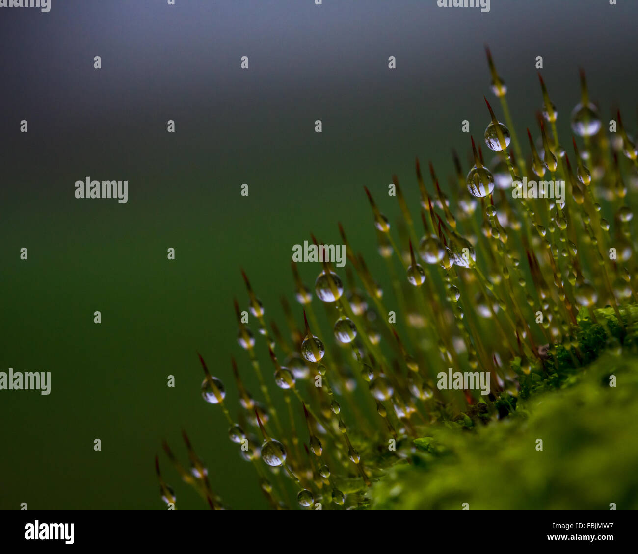 Dew drops on moss Stock Photo