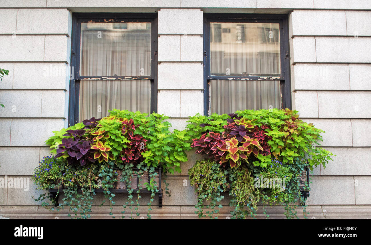 New York, United States of America: flowers and balcony, Upper East Side Stock Photo