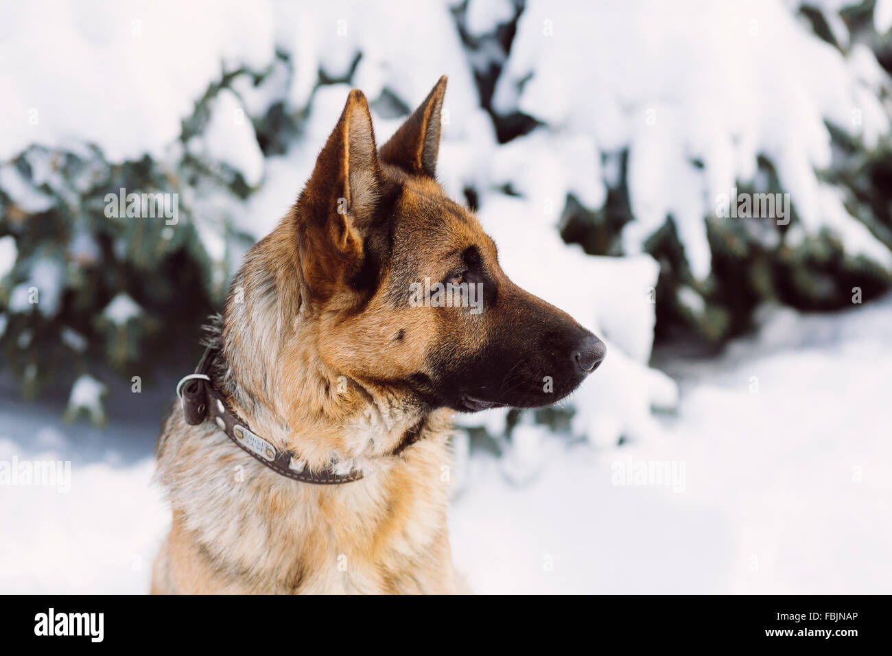 Are German Shepherds Good In Cold Weather