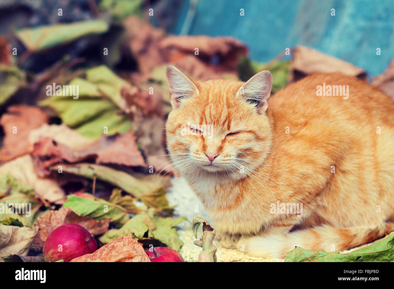 Cute cat lying in the autumn park on the colorful fallen leaves Stock ...