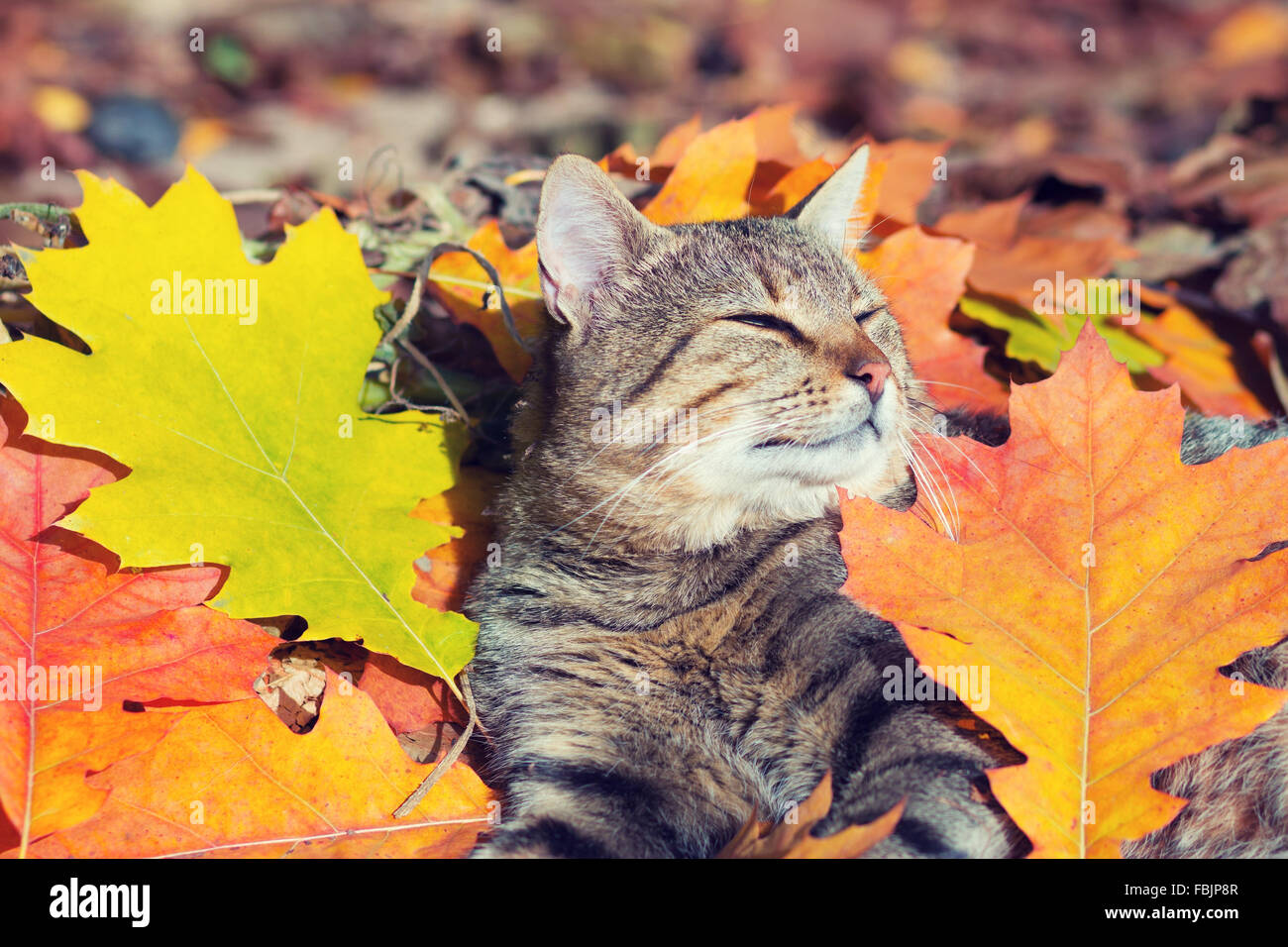 Cute cat lying in the autumn park on the colorful fallen leaves Stock ...