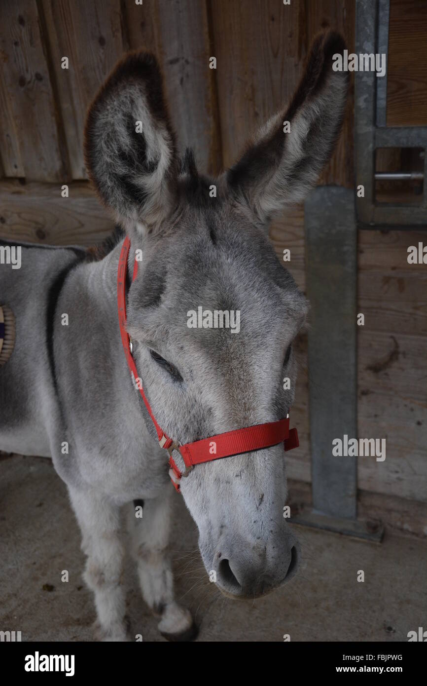Big Ear ' Pedro' Donkey Stock Photo