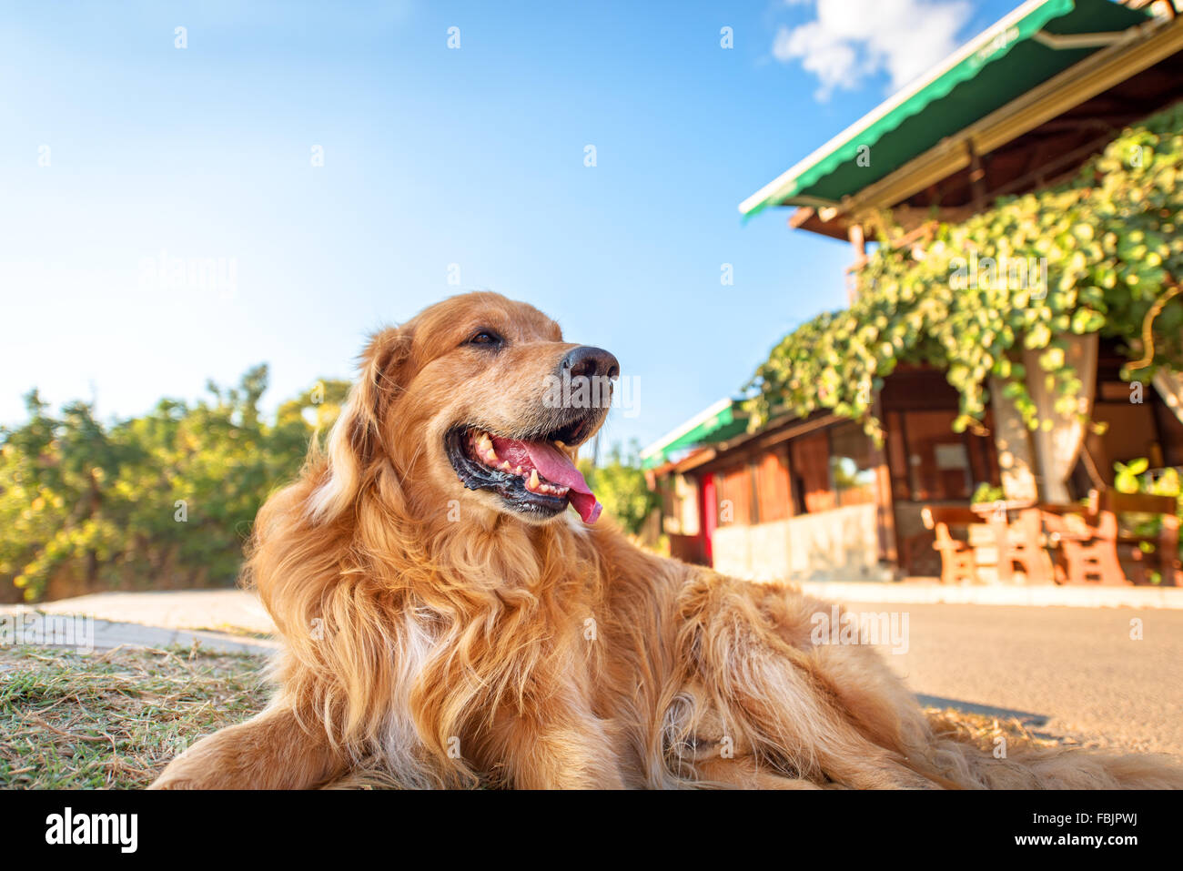 Picture of a Golden Retriever. Stock Photo