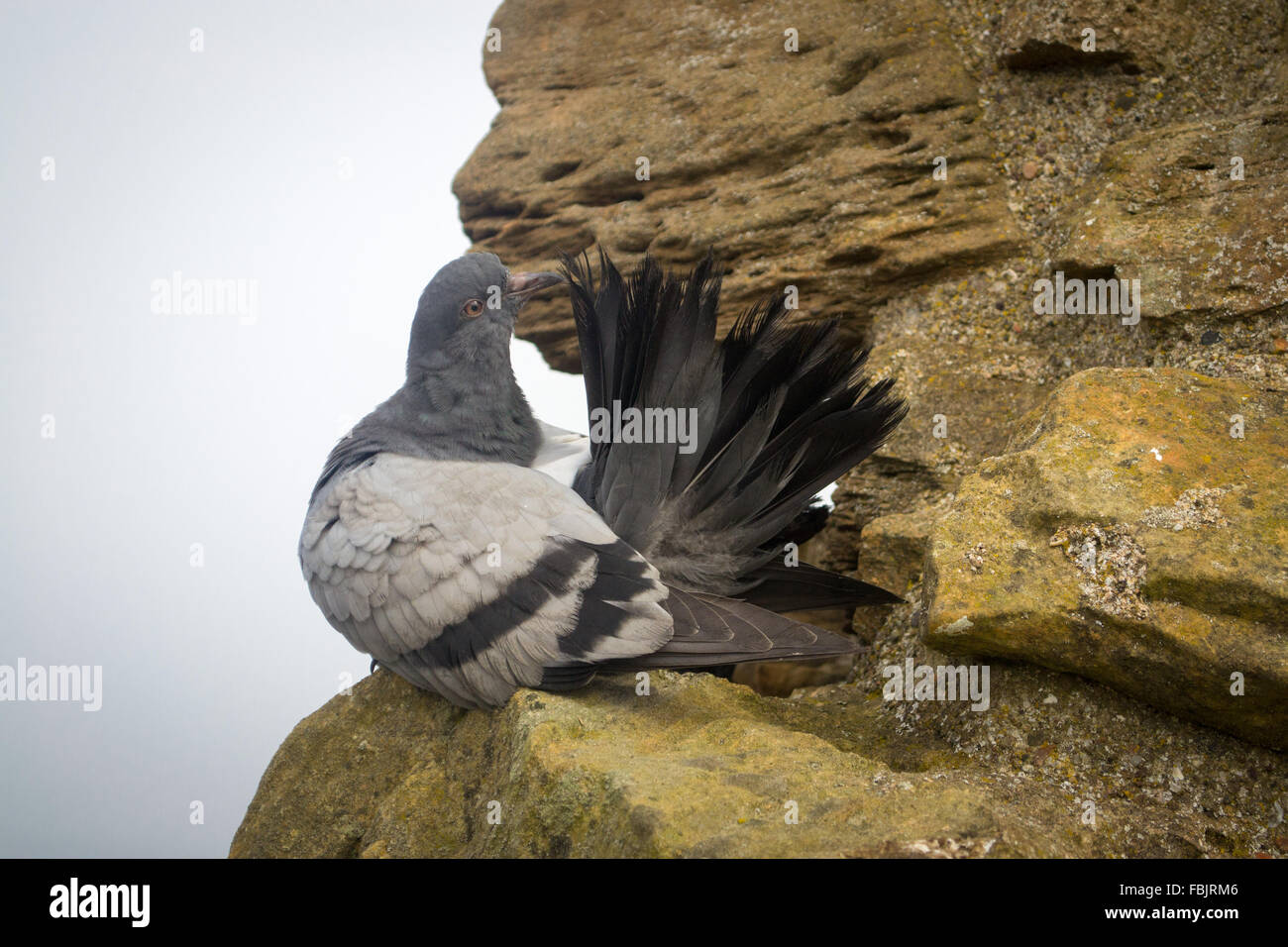 Dove preen hi-res stock photography and images - Alamy