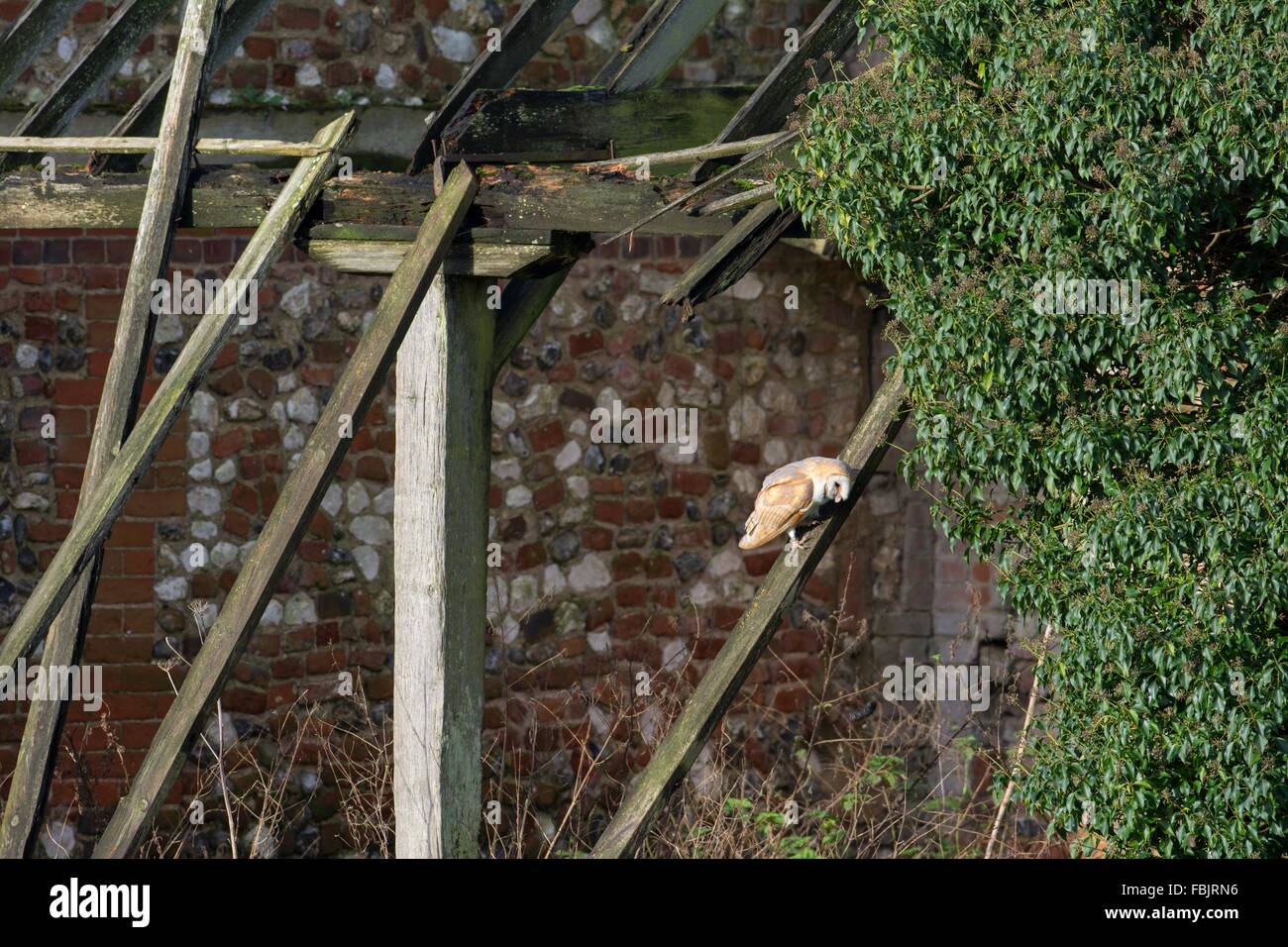 Barn Owl - Tyto Alba, Adult bird in process of disgorging a pellet. Stock Photo