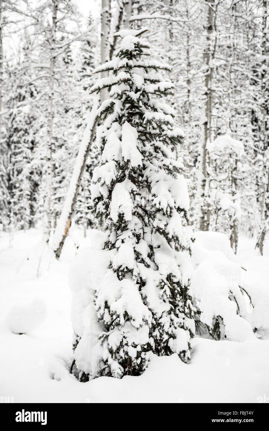 Christmas tree covered with snow in the forest Stock Photo