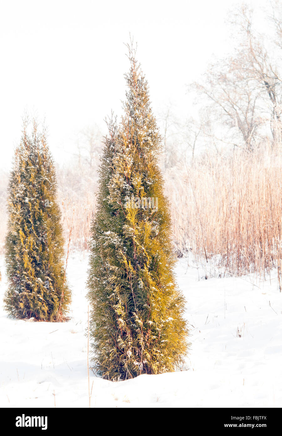 thuja covered by snow Stock Photo