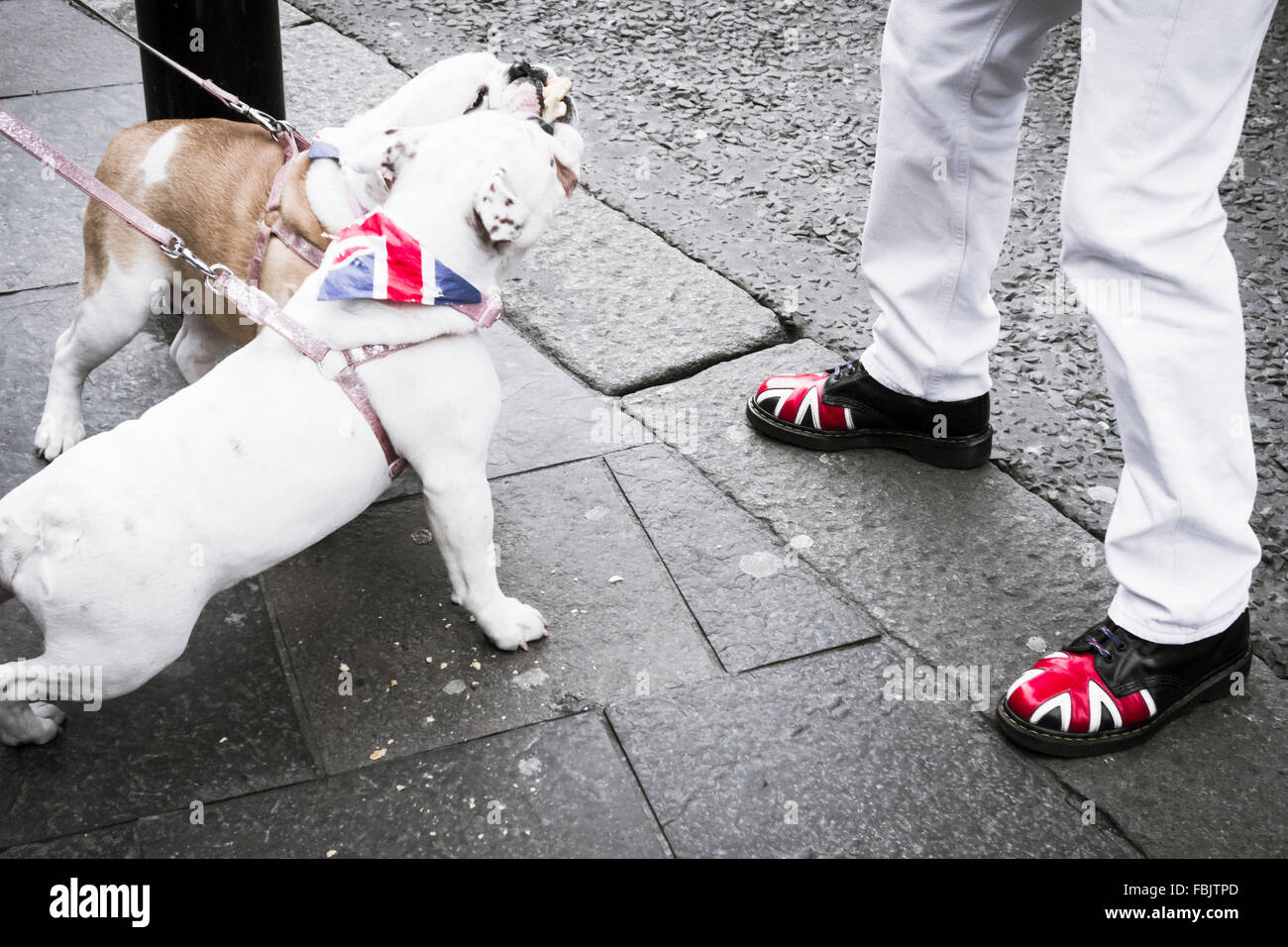 doc martens year of the dog