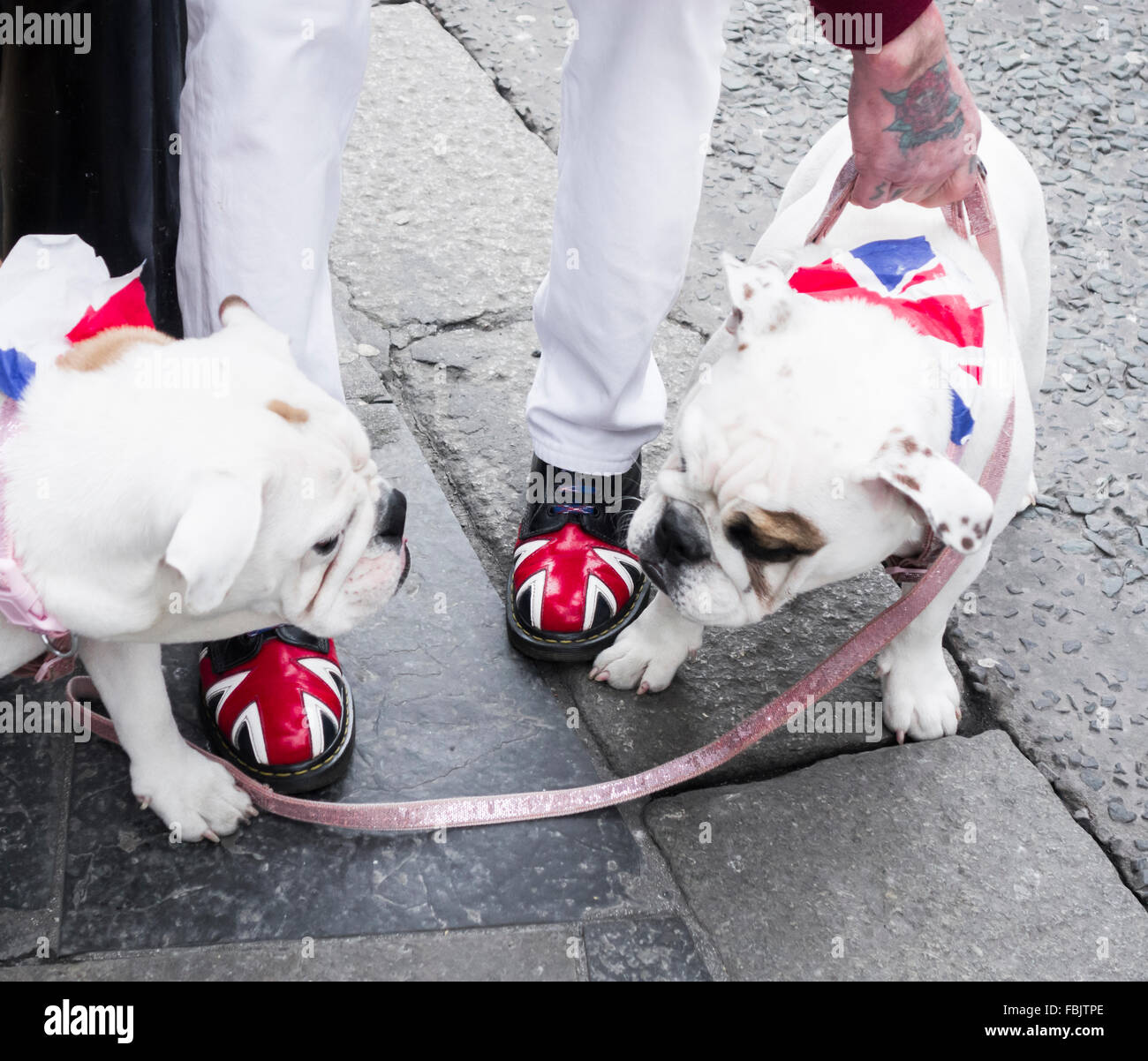 Skinhead with Union Jack on Dr Martens boots in street with British  Bulldogs UK Stock Photo