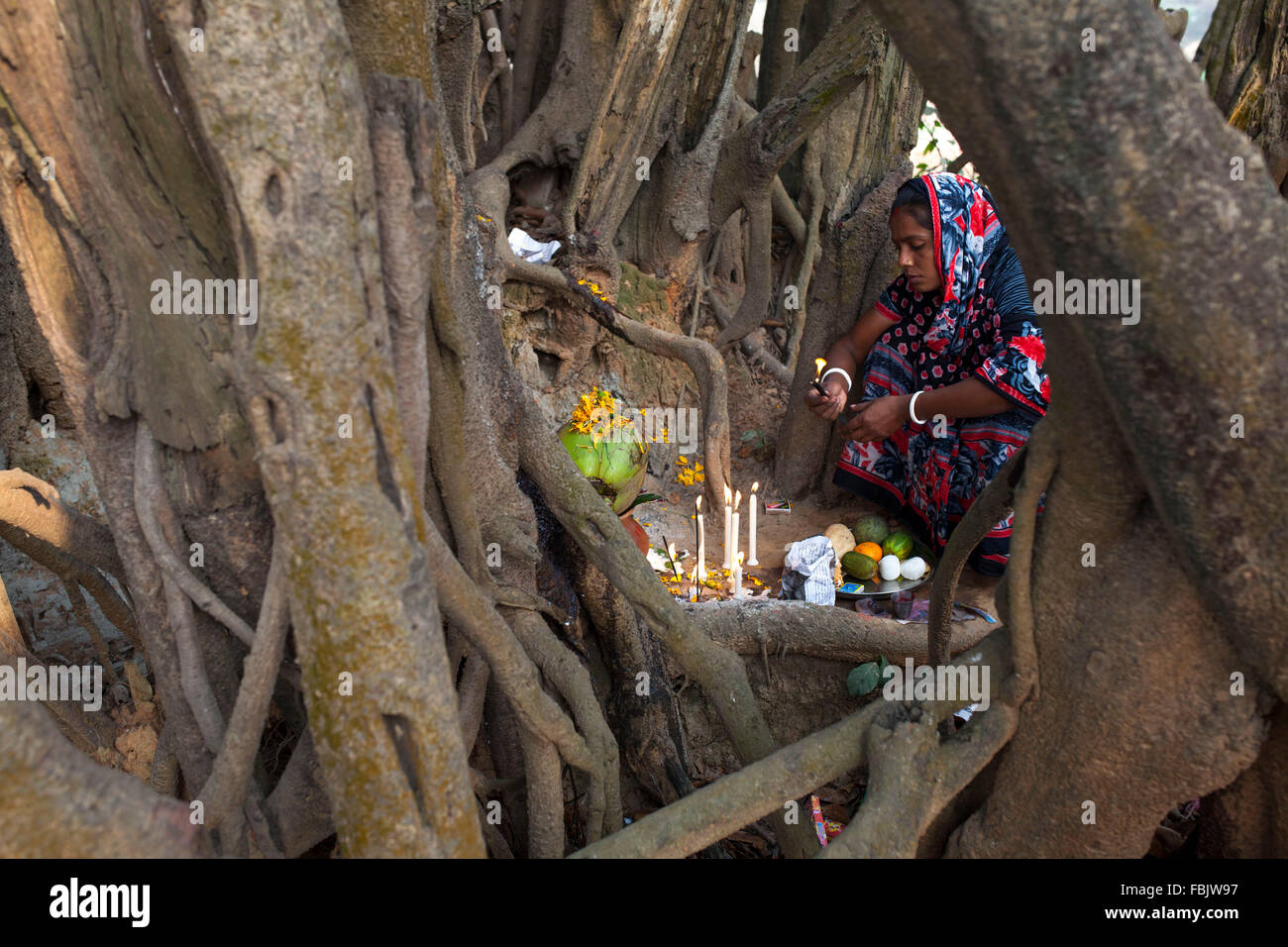 DHAKA, BANGLADESH 15th January 2016: A hindu women praying to their goddess seeking release of her elder relative' s illness in Dhaka on January 15, 2016. Elder hindu devotees pray 'Elder prayer' or 'buro buri puja' under a big old tree seeking the release of illness during winter in Dhaka.During winter elder people suffering arthritis pain, musscle pain and cold. Stock Photo