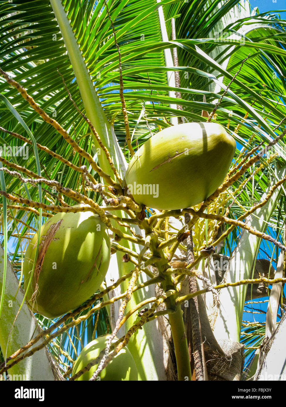 Coconuts on a palm tree in Barbados Stock Photo Alamy