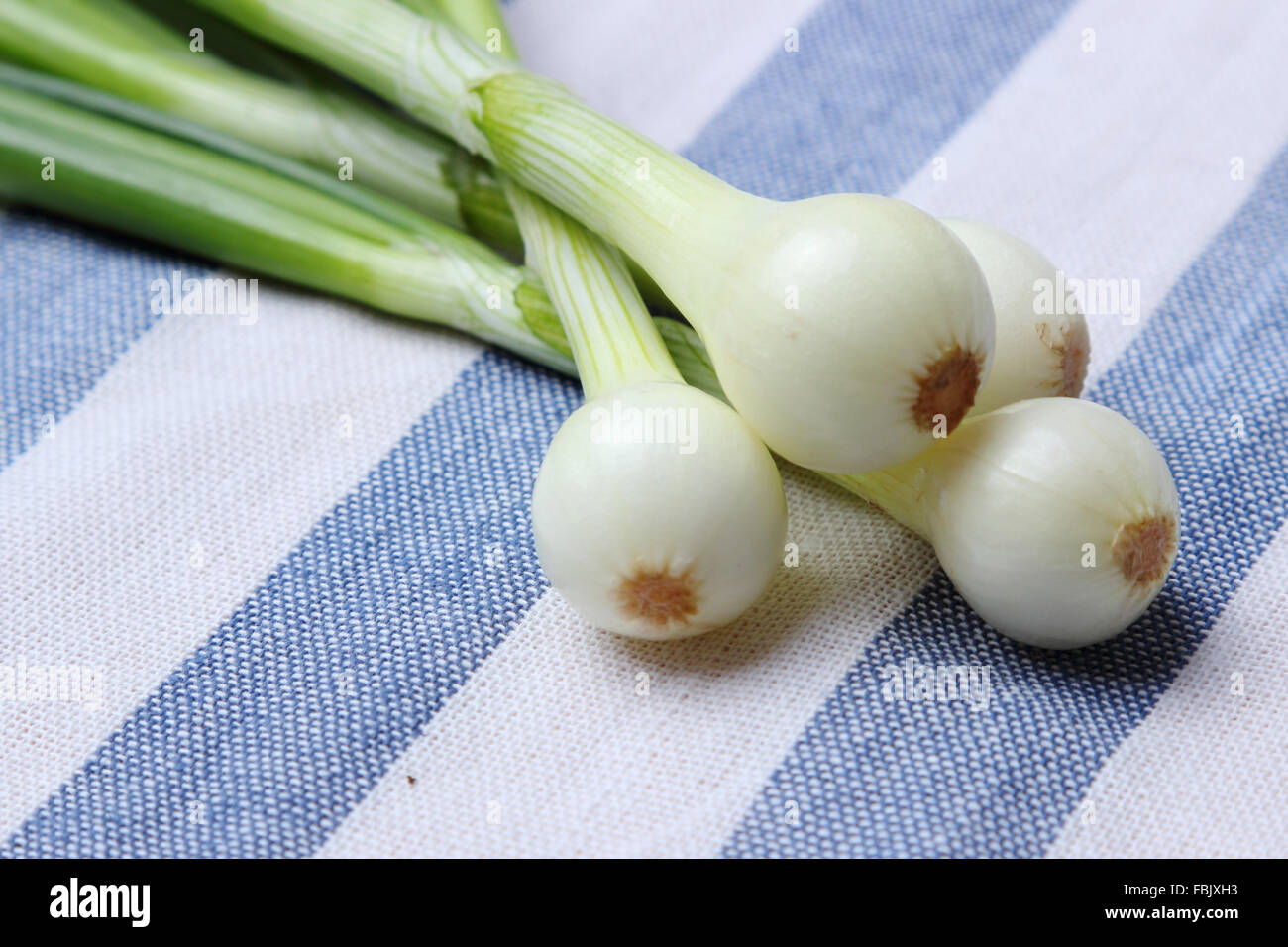 Young green onions on the tablecloth Stock Photo