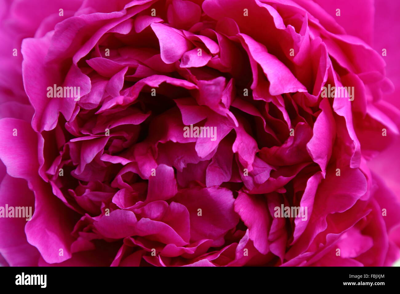 Background of pink peony Stock Photo - Alamy
