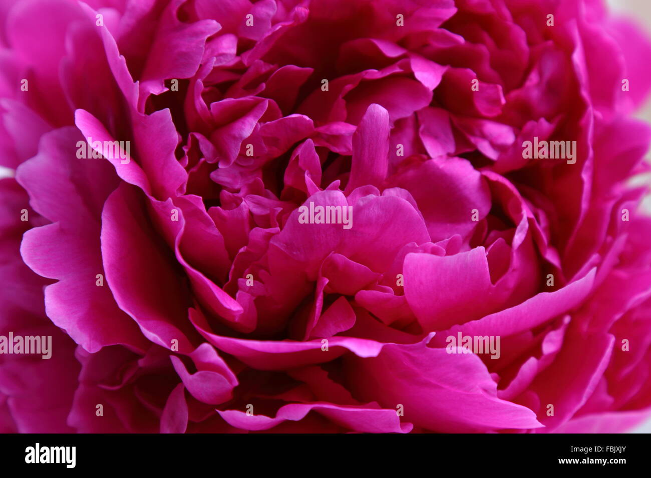 Closeup of peony flowers Stock Photo