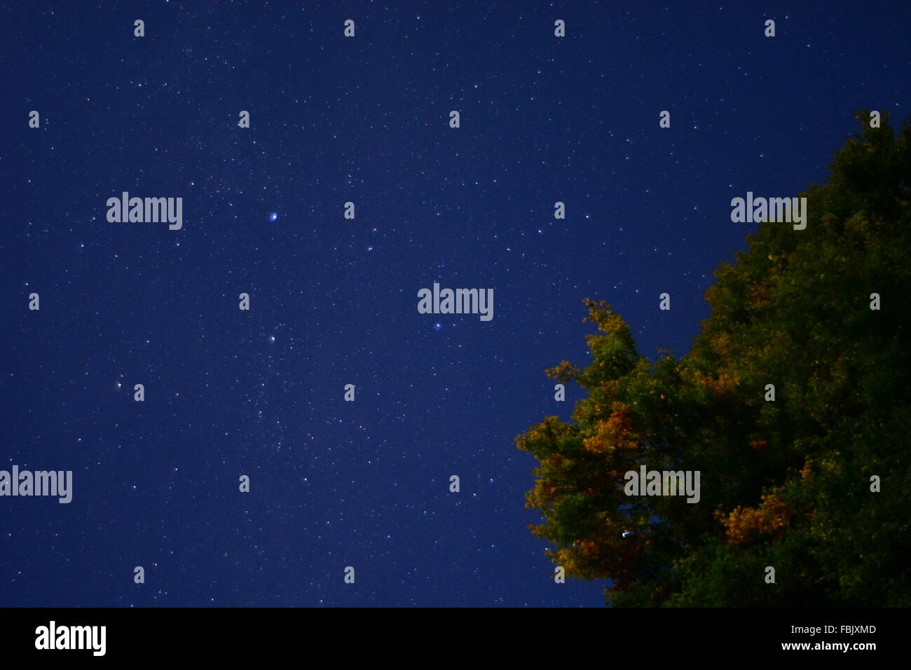Starry sky with tree Stock Photo