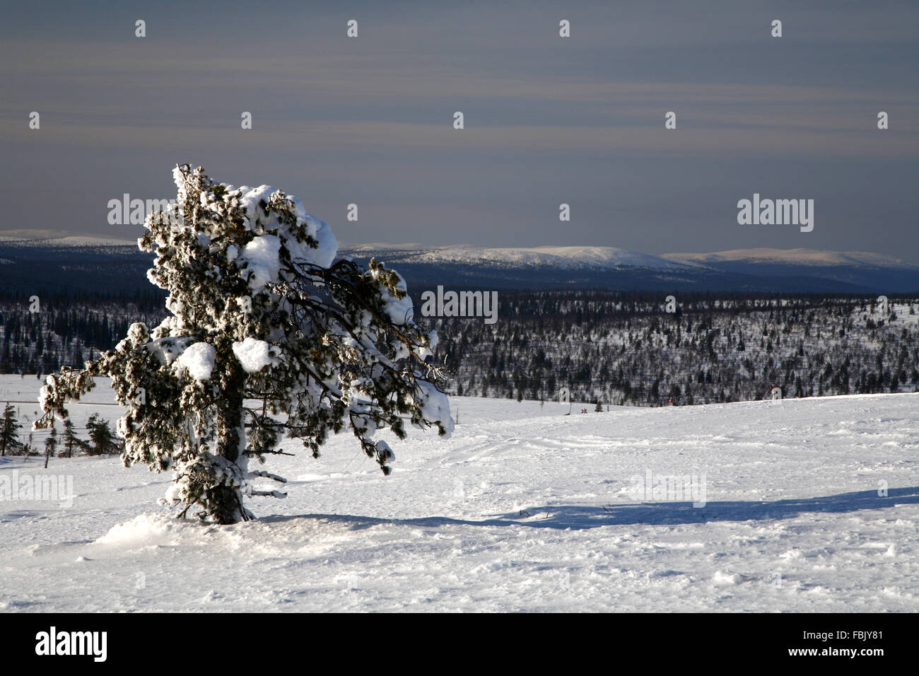 Lappi Lappland Saariselkä Finnish national park lonely tree, Finland Stock Photo