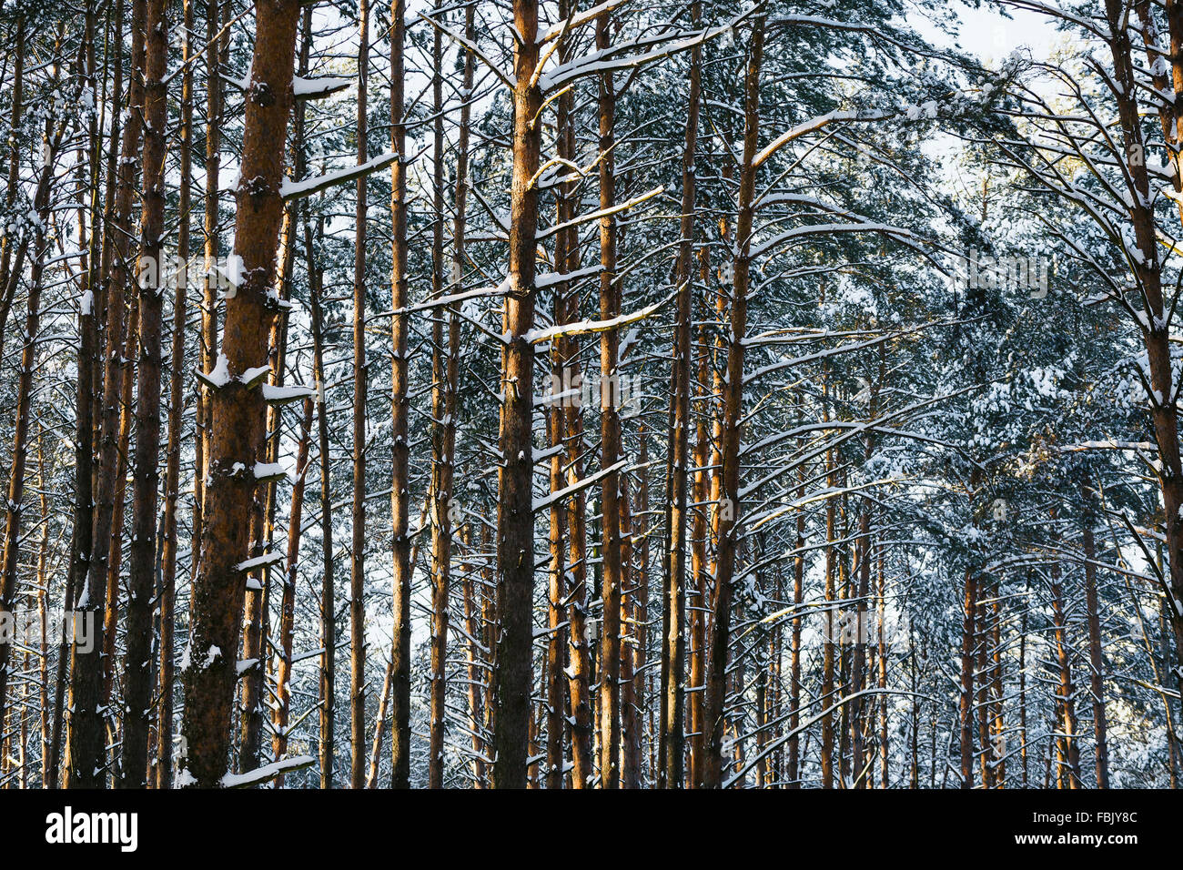 Renewable tree resources Stock Photo - Alamy