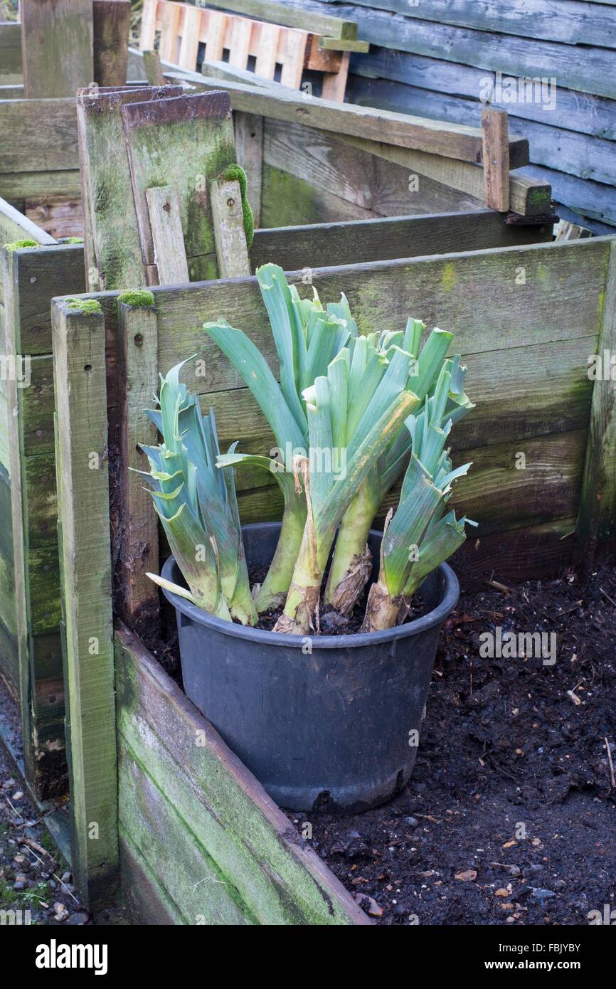 Garden Leeks stored in bucket outside. Stock Photo