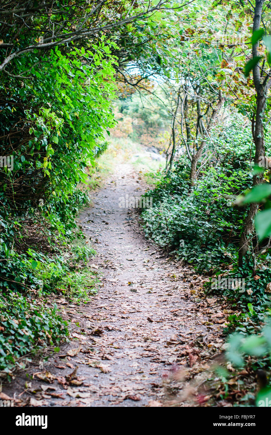 A beautiful weaving path through a small forest bear the Irish coastline. Stock Photo