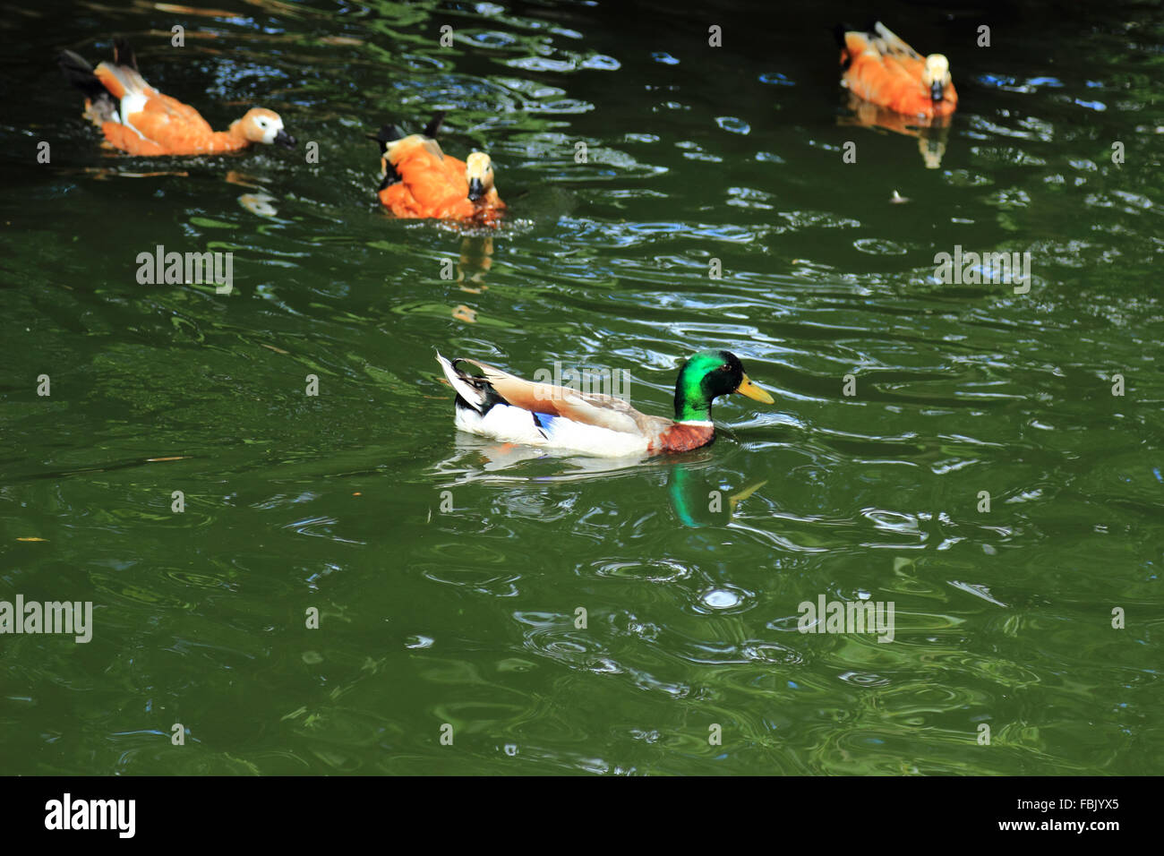 Duck in water Stock Photo
