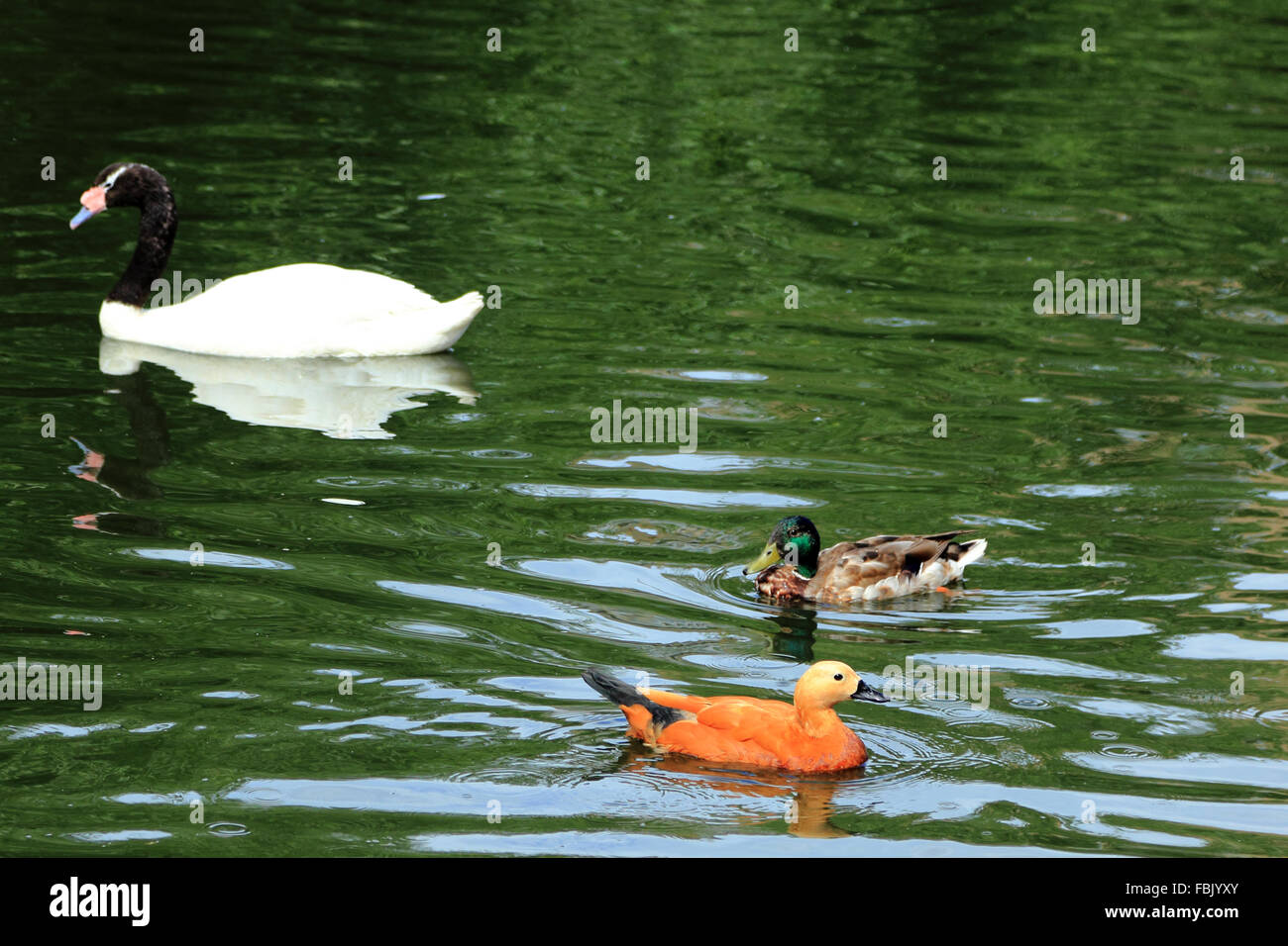 White duck swimming in the lake Stock Photo
