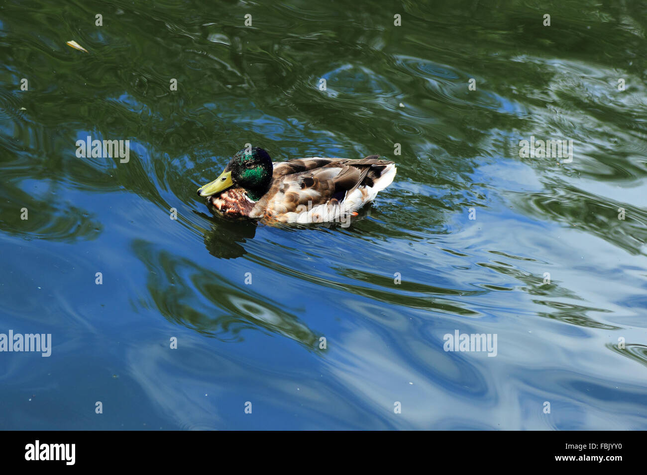 Male Wood Duck (aix sponsa) swimming in blue water Stock Photo