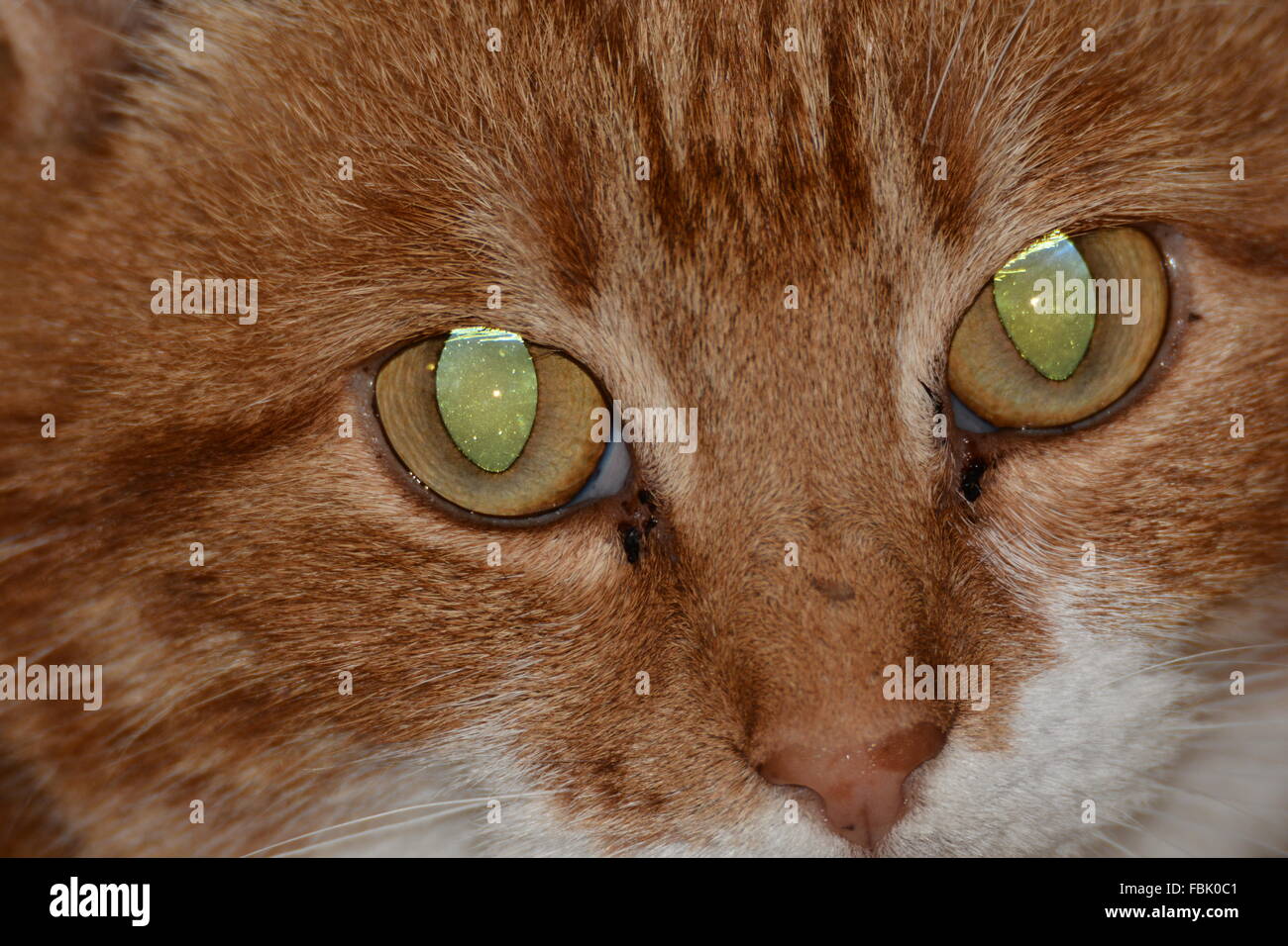 Glowing Eyes Ginger Cat Stock Photo